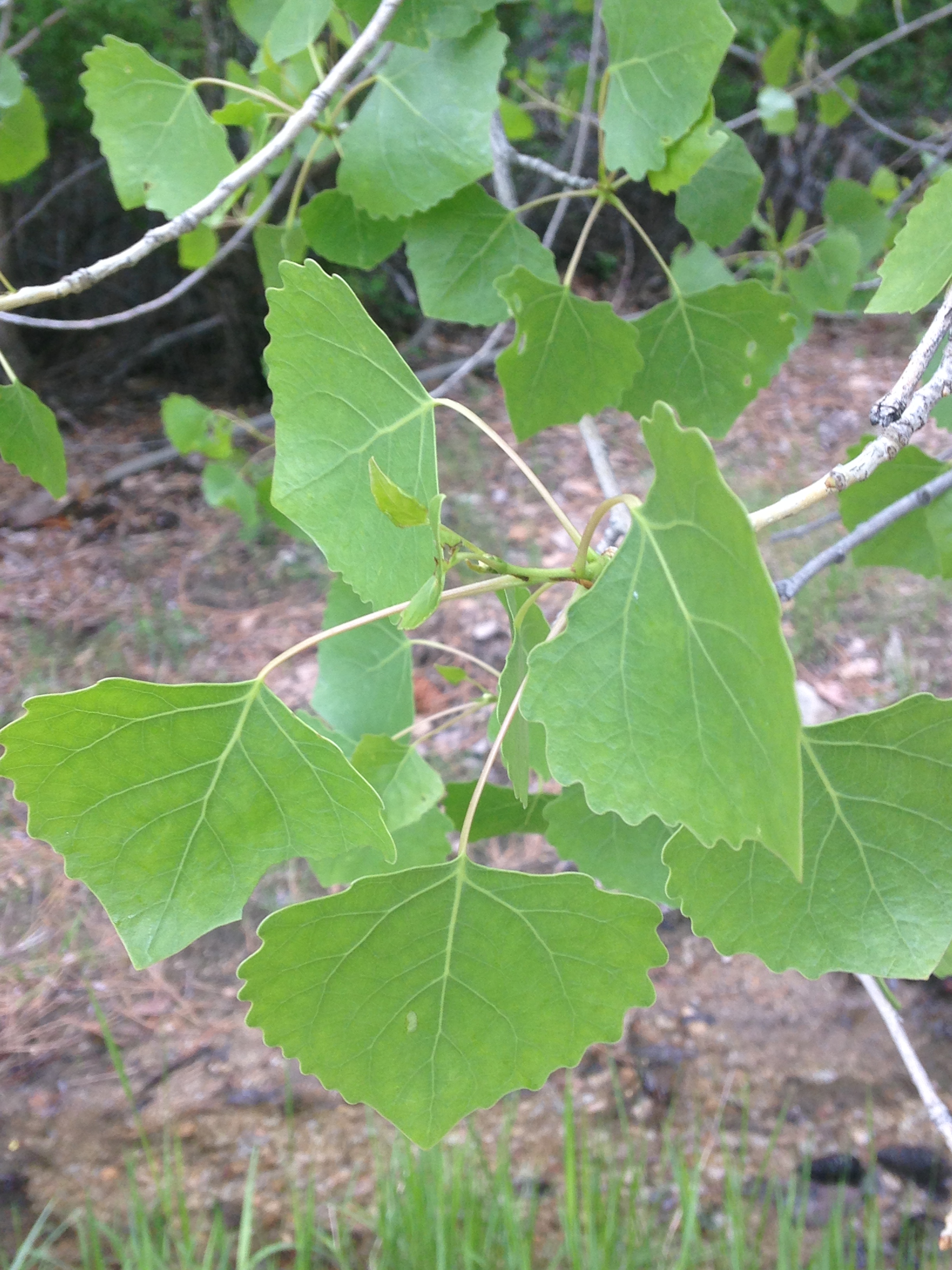 Fremont Cottonwood Picture
